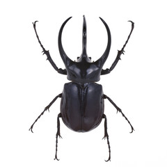 アトラスオオカブトムシ