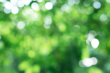Green nature with abstract blurred use for background