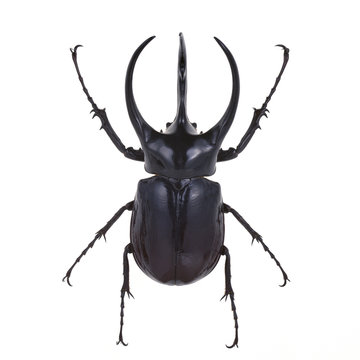 アトラスオオカブトムシ