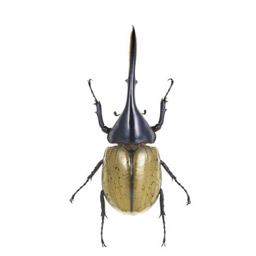 ヘラクレスオオカブトムシ