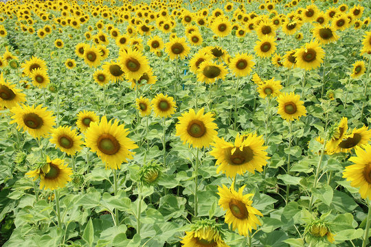 Sunflower, field of yellow sunflowers.
