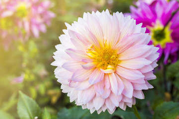 Obraz premium Flower beautiful, Flower thailand, Flower background, Flower Doitung, bee on flower.