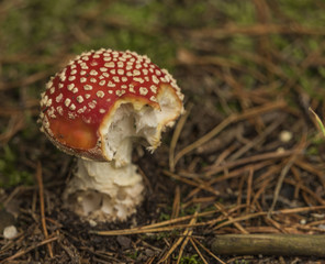 Amanita muscaria mushroom in forest