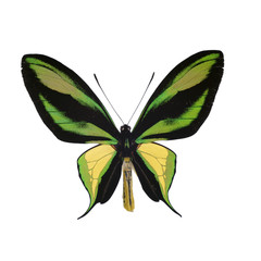 ゴクラクトリバネアゲハ