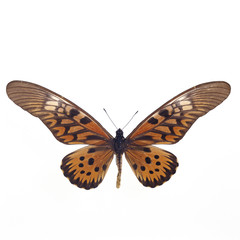 アンティマックスオオアゲハ