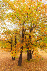 Black Oak Trees Autumn Leaves