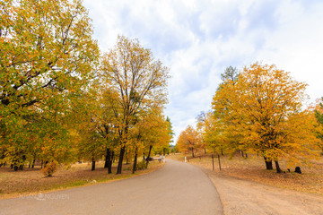 Black Oak Autumn Leave Drive Way