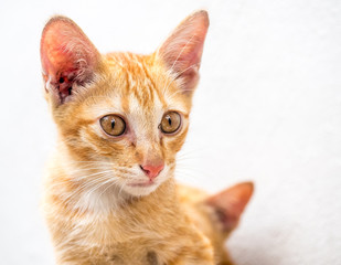 Cute kitten relax in outdoor backyard