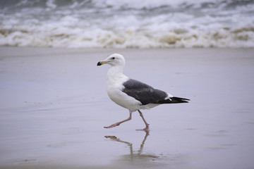 Seagull