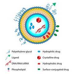 Medical vector illustration of liposomes drug delivery system