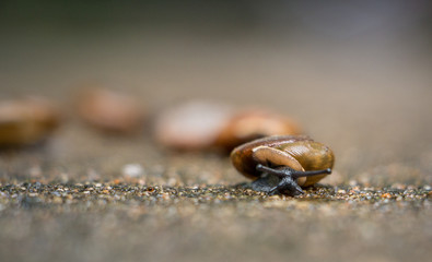 Snails after the rain