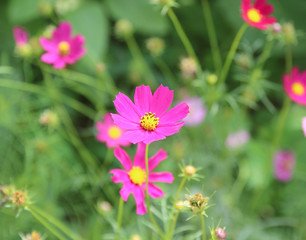 Fototapeta premium zamknij siarkę Cosmos Flower