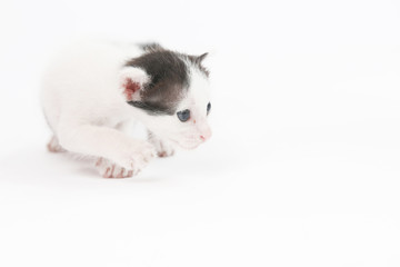 Studio shoot of baby kitten