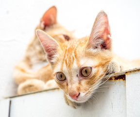 Kitten with its mother in outdoor backyard
