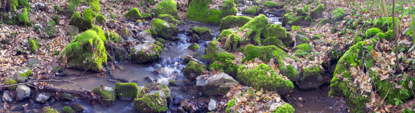 Green moss in creek