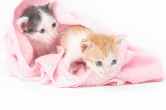 
Two Cute Baby Kittens Wrapped In Pink Blanket