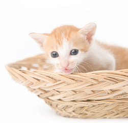 Fototapeta na wymiar Cute baby kitten posing in basket - studio shoot