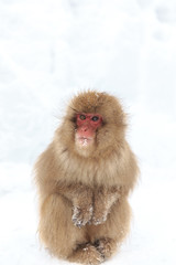 monkey on the snow