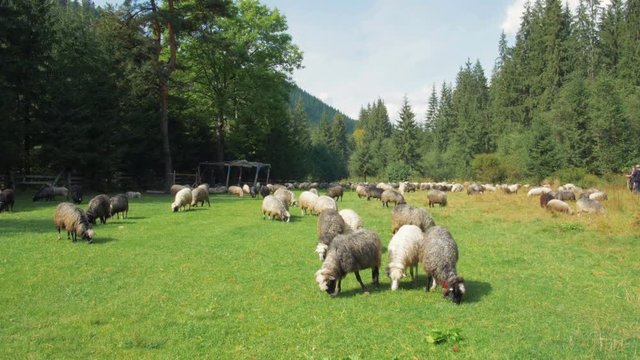 Flock of sheeps on field