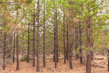 Pines Trees