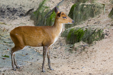 Image of a barking deer on nature background.