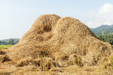 Selected focus center Rice straw on blue sky background, Thailand harvest.