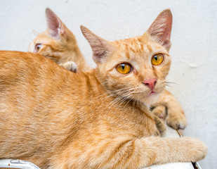 Fototapeta na wymiar Kitten with its mother in outdoor backyard