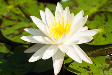 White lotus in swamp