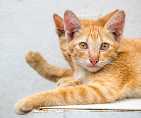 Fototapeta premium Kitten with its mother in outdoor backyard