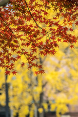 red maple leaves and golden ginkgo leaves