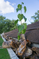 Small Tree Sapling Growing In A Gutter