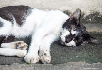 Young adult cat lay on floor