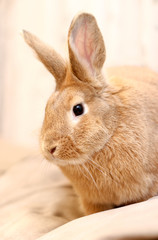 Rabbit, buff colored, lion head mix