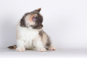 Kitten of breed Selkirk Rex tricolor color on a light gray backg