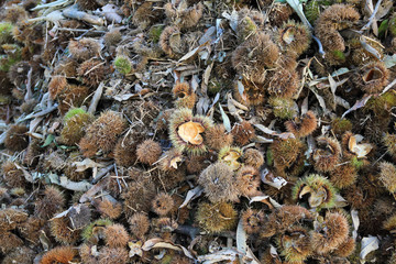 chestnut tree fruit shell / A view of chestnut tree fruit shell