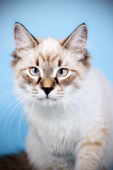 Fototapeta na wymiar young beautiful cat breed Neva masquerade on a blue background i