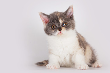 Cute kitten breed Selkirk Rex cat sitting on a light gray backgr