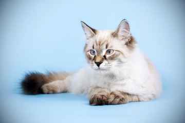 Fototapeta premium young beautiful cat breed Neva masquerade on a blue background i