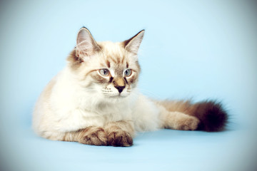 young beautiful cat breed Neva masquerade on a blue background i