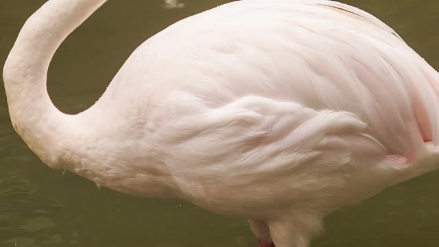 Pink Flamingo Stand in Water Clean Feather