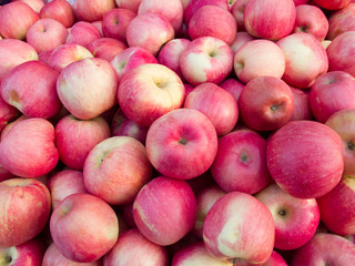 Harvested fresh apples on a farm