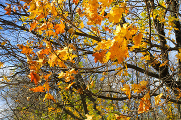 Autumn maple leaves on a branch
