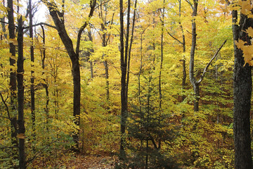 Fototapeta na wymiar Yellow Maple Trees, Algonquin Provincial Park Canada