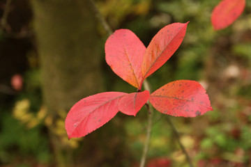 red colors of autumn