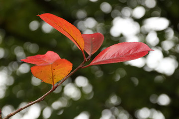 red colors of autumn