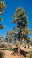 Obraz premium Views from Mount Pinos, California