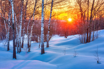 Colorful sunset in winter forest - 124568253