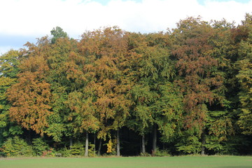 Herbstwald