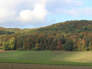Herbstwald