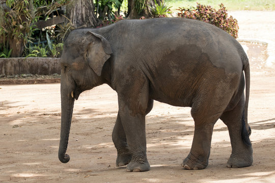 Image of a elephant on nature background in thailand.